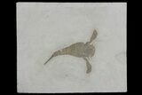 Eurypterus (Sea Scorpion) Fossil - New York #173015-1